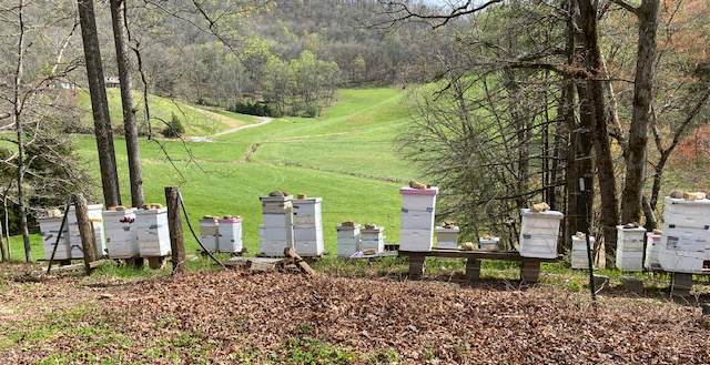 Kiser Apiary Overview