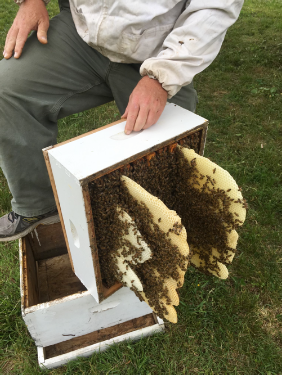 Beekeeper Blanton holding a box of natural comb,