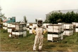Beekeeper in the apiary