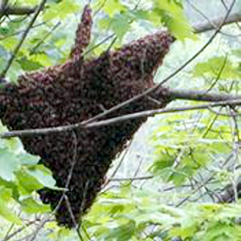 Bee Swarm in tree, by Rich Byers.