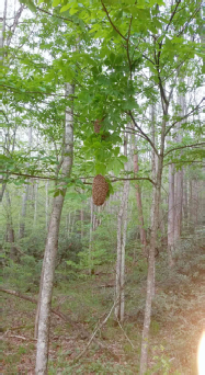 Honeybee swarm in tree