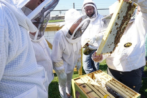 Inspecting beec colonies.