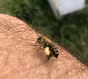 A pollen laden honey bee taking a rest break on the beekeepers arm.