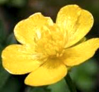 Buttercup flower