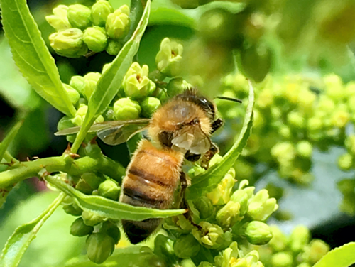 Honeybee on milkweed Honeybee on milkweed