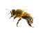 honeybee icon