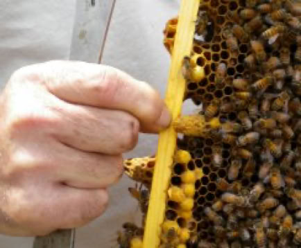 Beekeeper pointing to a queen cell under top bar of brood frame.