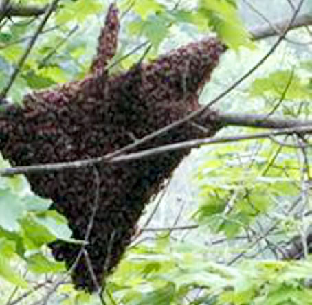 Bee swarm on another tree.