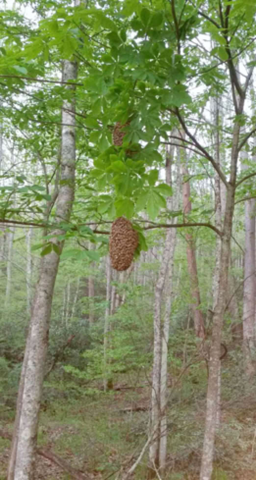 Double-swarm of honey bees in one tree.