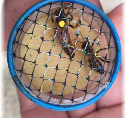2017, queen honey bee marked with yellow dot.