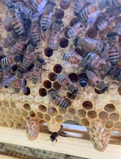 Swarm cells at bottom of brood frame.