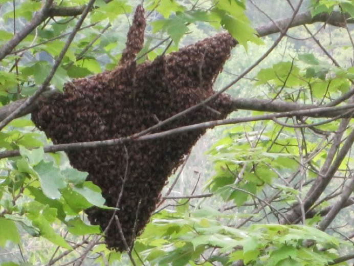 Bee swarm in a tree.