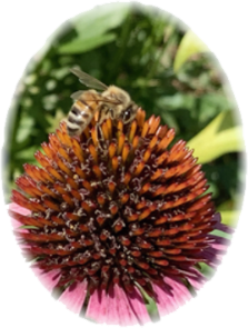 Honeybee on cone flower