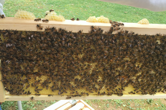 Inspecting honeybees on comb