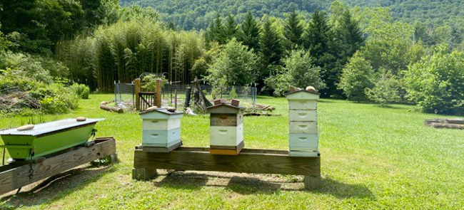 Keller apiary in Maggie Valley, NC