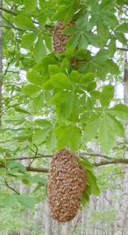 Swarm in tree - closeup