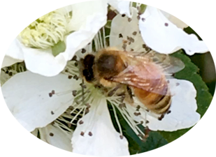 Italian honey bee working a flower.