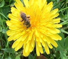 Honeybee on dandelion